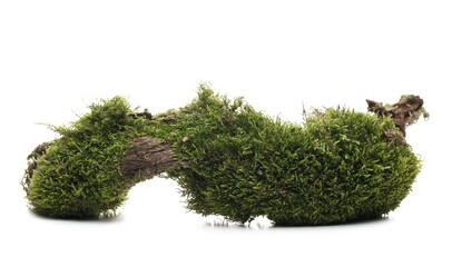 Moss on tree bark, mossy wood isolated on white background