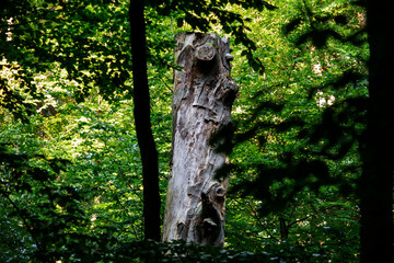 wymarły pień drzewa w lseie  © Dariusz Grochal 