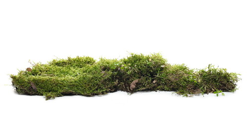 Moss on tree bark, mossy wood isolated on white background