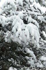 Close up of pine tree branch covered in snow on a cold snowy Winter day.artvin