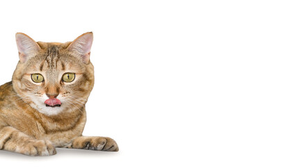 A domestic cat is isolated on a white background with a tongue.