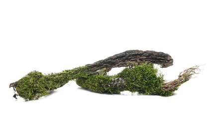 Moss on tree bark, mossy wood isolated on white background