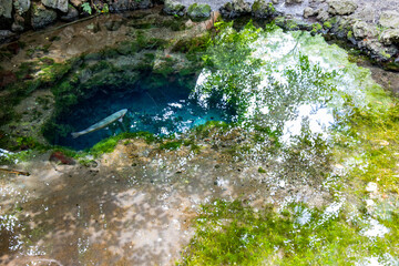 美しい湧き水のなかで泳ぐ魚
