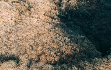 areal view of big trees - areal view of canyon 