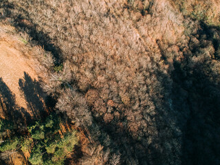 areal view of big trees - areal view of canyon 