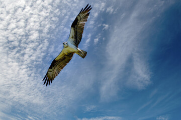 Young eagle soaring looking at us