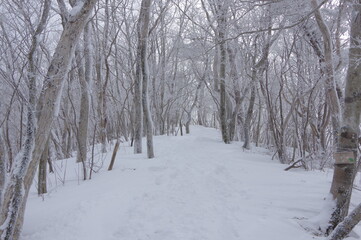 森の中の雪道