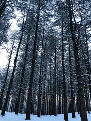 forest in winter