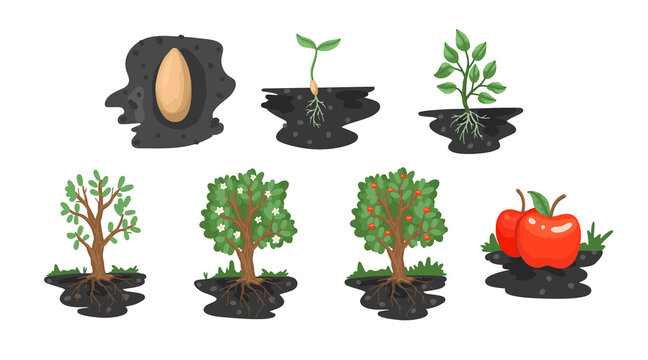 Apple tree with roots in the ground. Sectional land. Tree growth diagram illustration. Vector flat cartoon drawing
