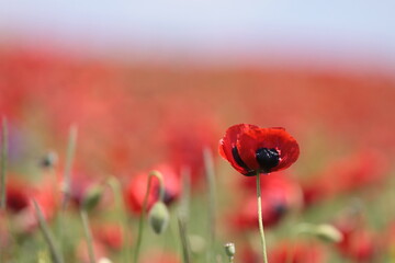 field of red Tulips