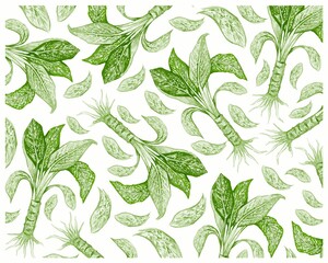 Illustration Background of Beautiful Green, Pink and White Dieffenbachia, Aglaonema, Chinese Evergreens or Dumb Cane Plant.
