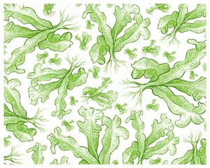 Illustration Background of Green Bird's Nest Fern or Asplenium Nidus Plants for Garden Decoration.
