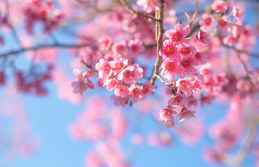Beautiful cherry blossoms blooming 