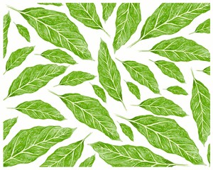 Illustration Vector of Beautiful Fresh Green Leaves Isolated on A White Background.