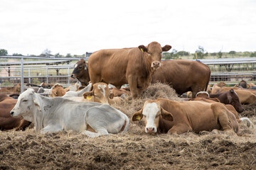 Feedlot cattle 9
