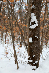 Snowy oak forest, background