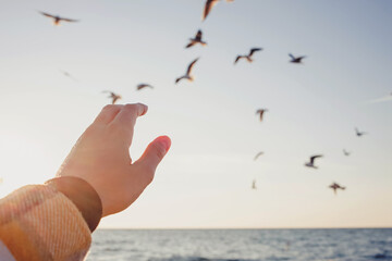 Woman's hand in sunlight close-up trying to reach out seagulls
