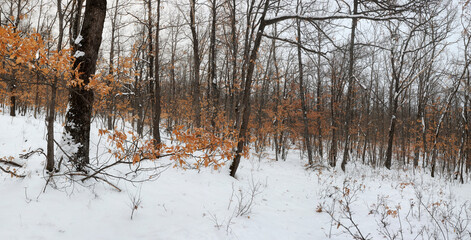Snowy oak forest, background