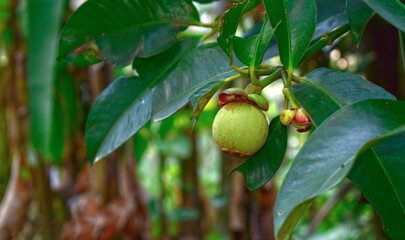 Mangosteen is still small and growing.