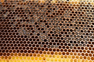 Bienenstock verhungert im Winter, Bienenhinterleiber ragen aus Honigwaben bei Futtersuche	
