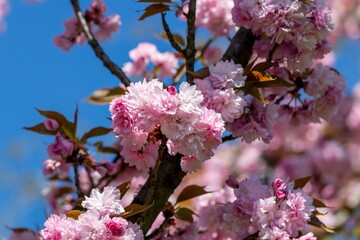 Spring mood - a beautiful lush blooming decorative Sakura (lat. Prunus serrulata) branch with delicate pink petals against the blue sky