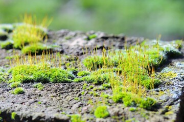 Bright green moss on an old stone in the sun 