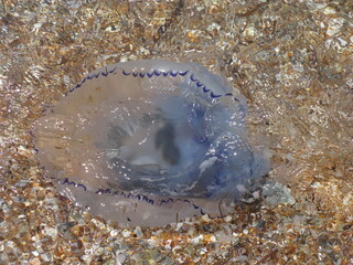 jellyfish in the water