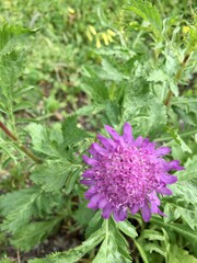 pink and purple flowers