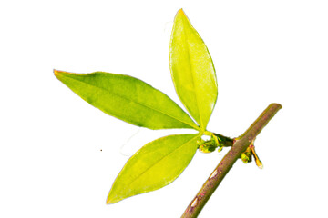 yellow jasmine leaves on a branch in the garden, green natural background, bright green young leaves, early spring isolate on a white background