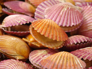 lots of scallop sea shells piled together background