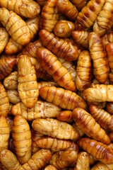 Silkworm pupae