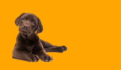 chocolate Labrador puppy dog