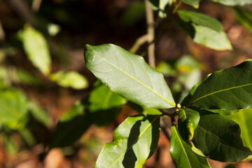 Green bay leaf growing in nature, spice ingridient background