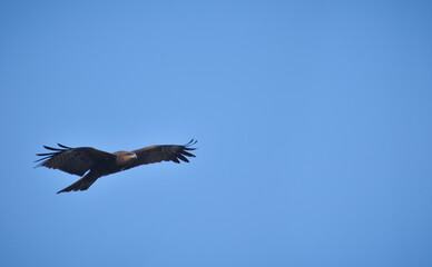 Flying Free