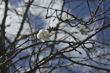 a white flower of cheery blossom blooming
