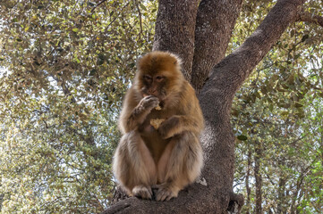 white tailed macaque