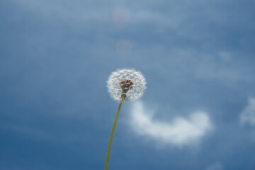 view of dandelion plant with seeds and cloud