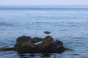 seagull on the rock