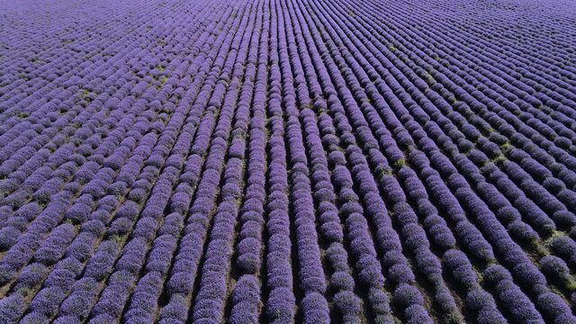 The famous lavender fields of Provence France. Wide drone video over a wonderful lavender chain.
