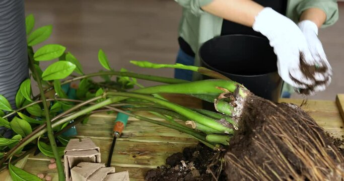 Woman put soil in black pot with Zamioculcas on wooden table , transplant indoor plants, hobbies and leisure, home gardening. Zamioculcas Replanting the plant into the pot, Pot transplant