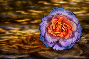 Rosenblüte mehrfarbig, Multicolor. Hintergrund Fantasie.