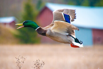 Flying  male duck