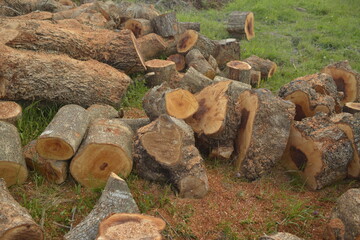 Fototapeta premium pile of fire wood on a yard