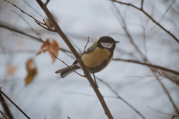 a bird on a branch