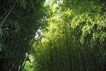Obraz premium bamboo bush, cool summer