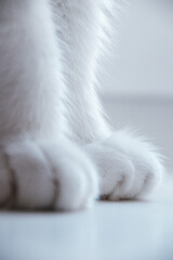 white cat on the floor