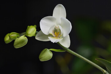 Fototapeta na wymiar White Phalaenopsis Orchid With Natural Background