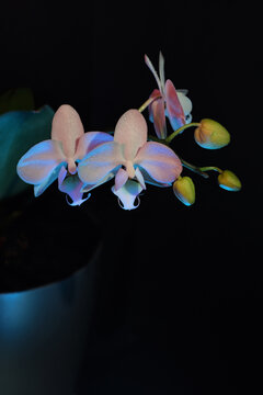 White Phalaenopsis Orchid With Gel Filters