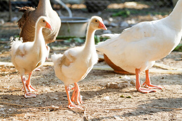 The baby White female goose is stay in  garden