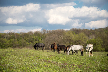 Obraz premium Wild free horses eating and walking in Pirin mountain, Bulgraia. Moving around.